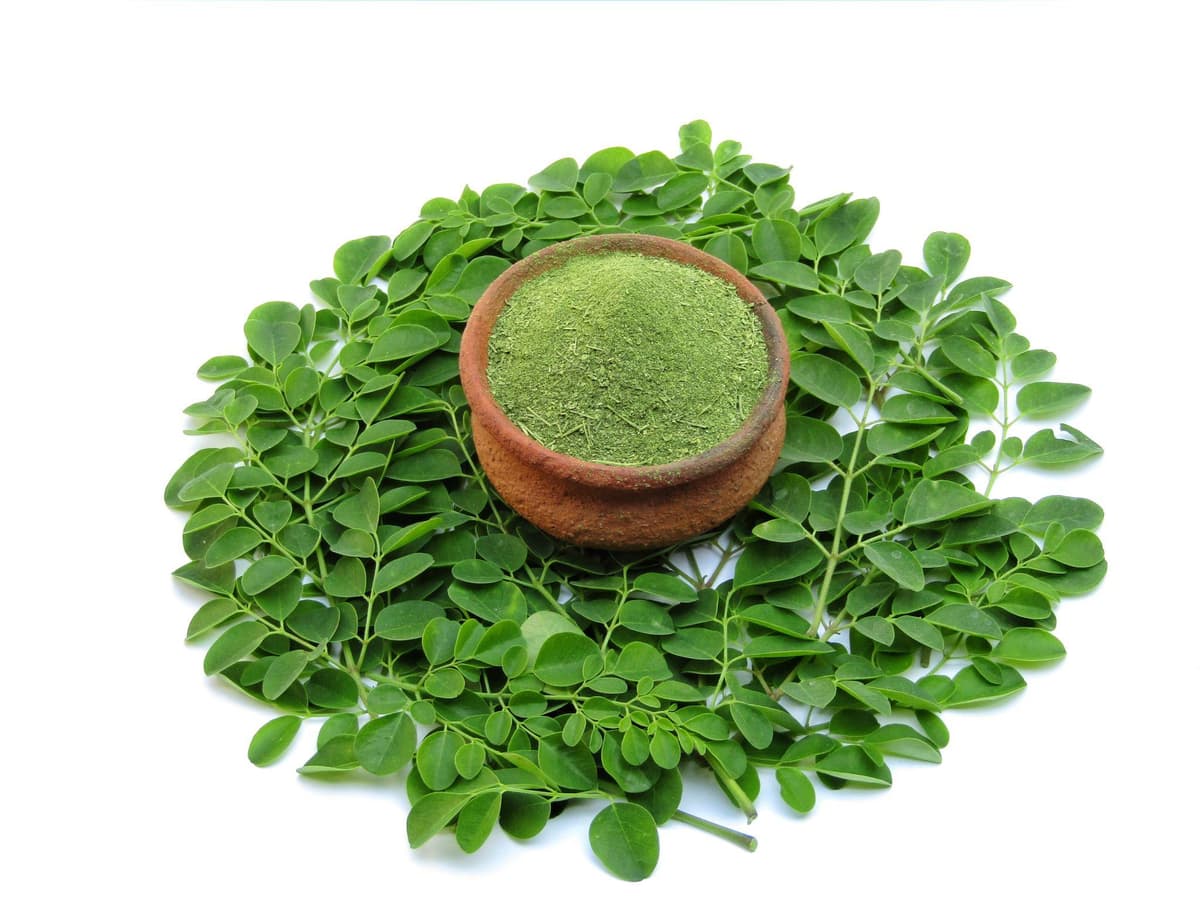 Premium Organic Moringa Leaf Powder - Pure Natural Superfood for Global Export